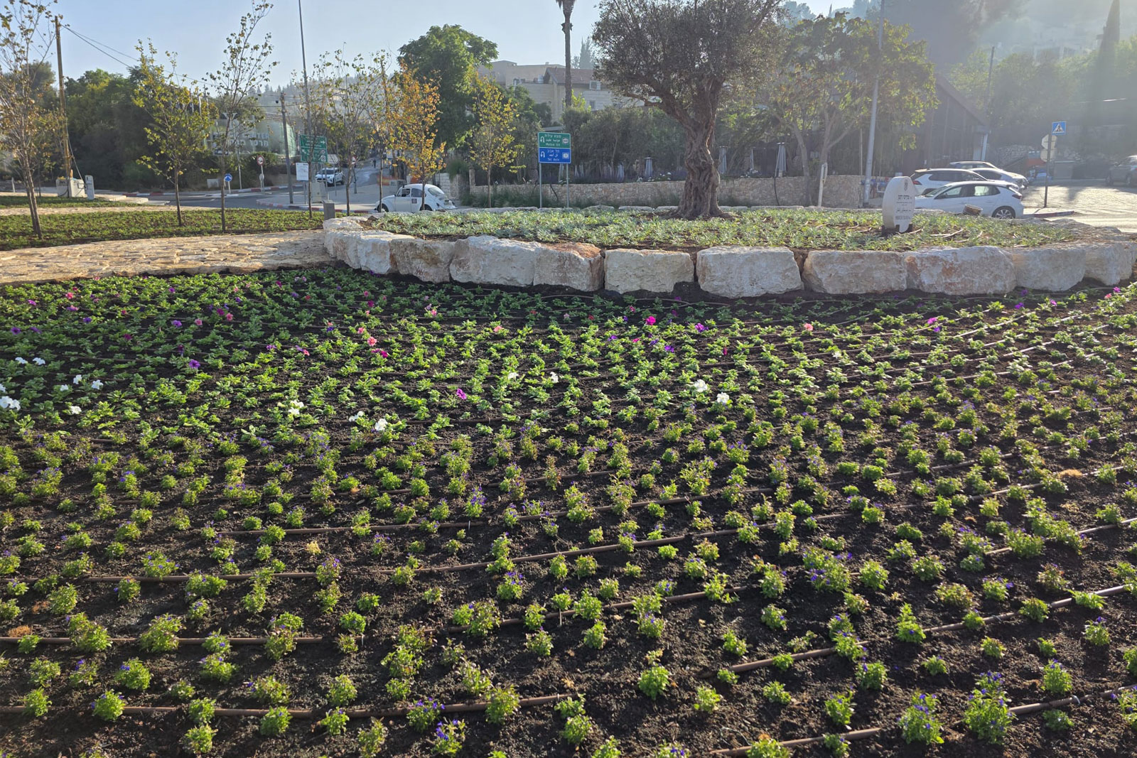 כיכר המשקפיים | אדריכלית נוף, רחל לוינשטיין